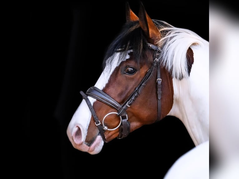Pintos Stallion Pinto in Aukrug