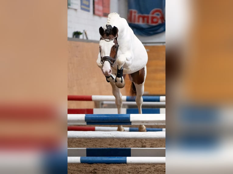 Pintos Stallion Pinto in Aukrug