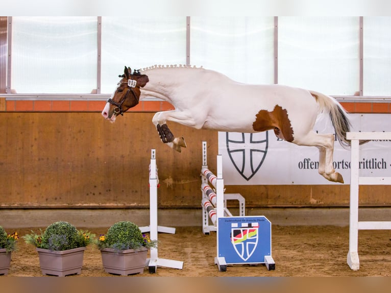 Pintos Stallion Pinto in Aukrug
