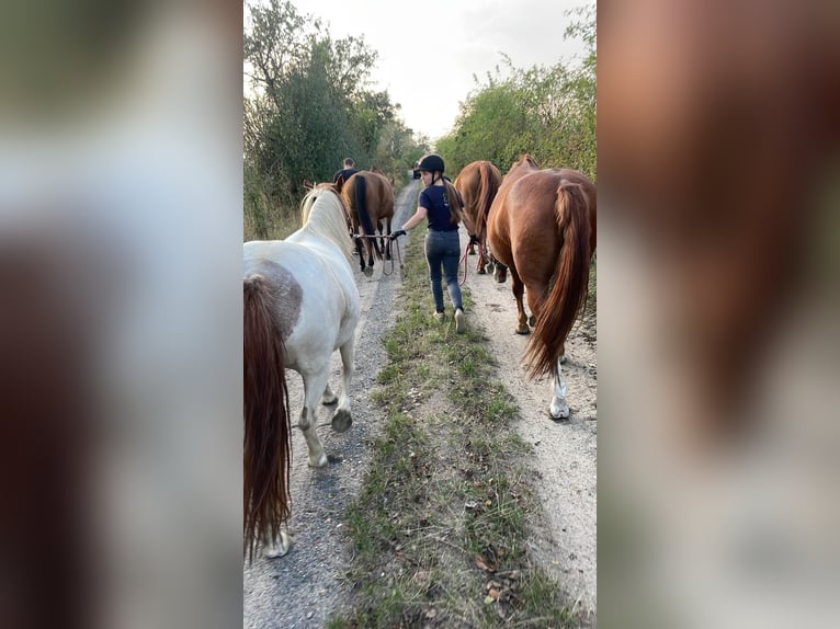 Pintos Stute 10 Jahre 133 cm Tobiano-alle-Farben in Belzig