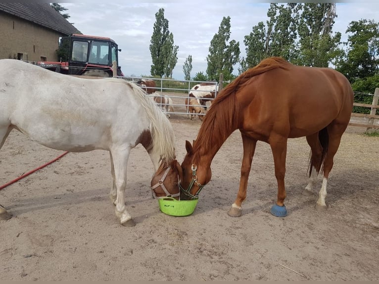 Pintos Stute 10 Jahre 133 cm Tobiano-alle-Farben in Belzig