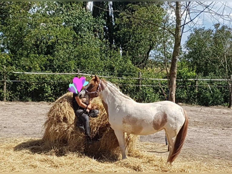 Pintos Stute 10 Jahre 133 cm Tobiano-alle-Farben in Belzig
