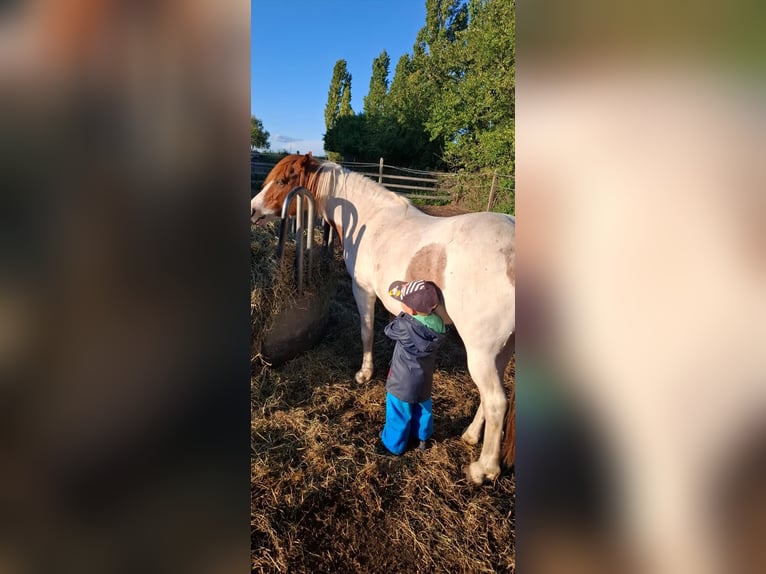 Pintos Stute 10 Jahre 133 cm Tobiano-alle-Farben in Belzig