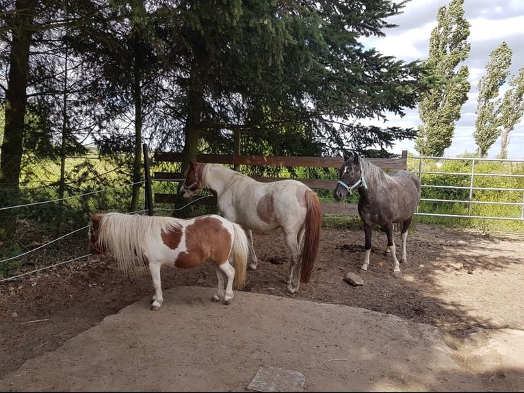 Pintos Stute 10 Jahre 133 cm Tobiano-alle-Farben in Belzig