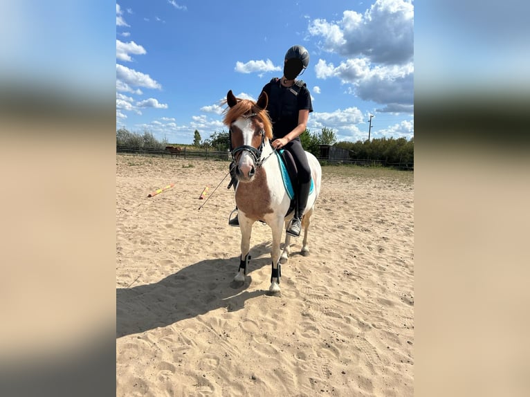 Pintos Stute 10 Jahre 133 cm Tobiano-alle-Farben in Belzig