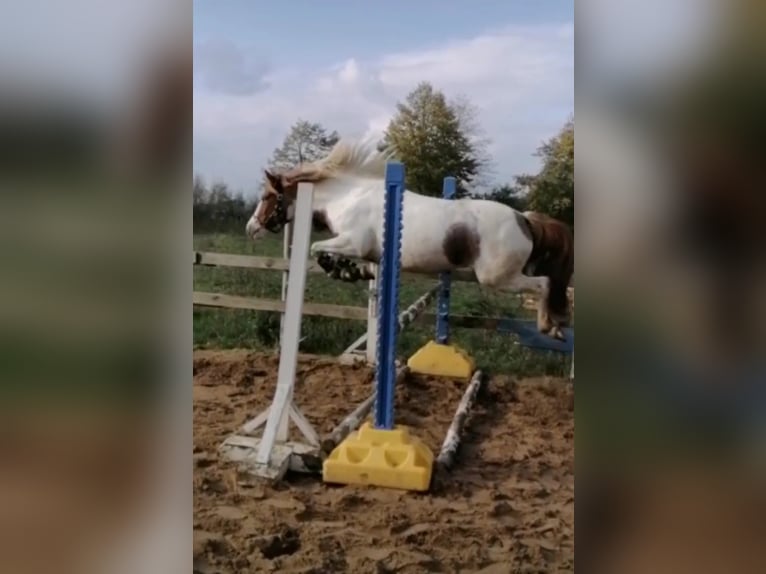 Pintos Stute 10 Jahre 133 cm Tobiano-alle-Farben in Belzig