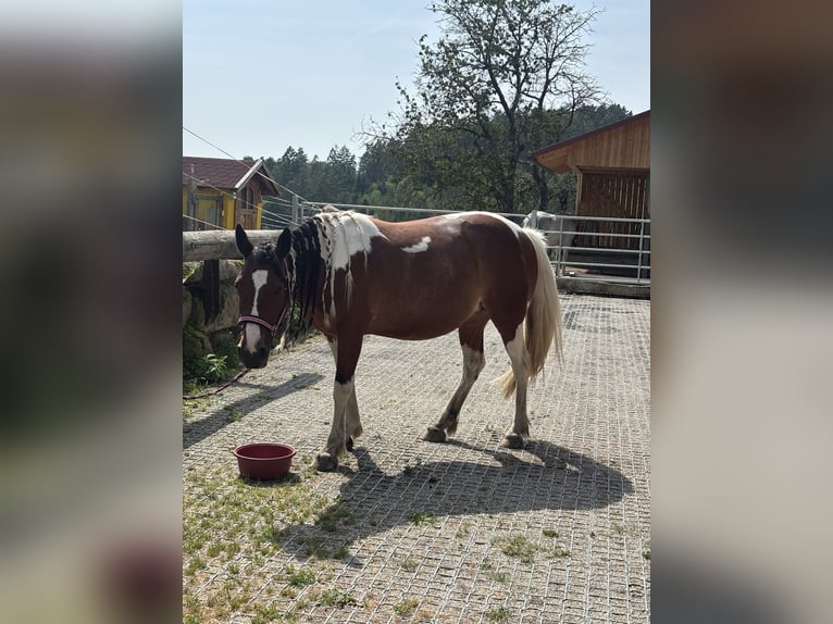 Pintos Stute 10 Jahre 136 cm Schecke in Gutau