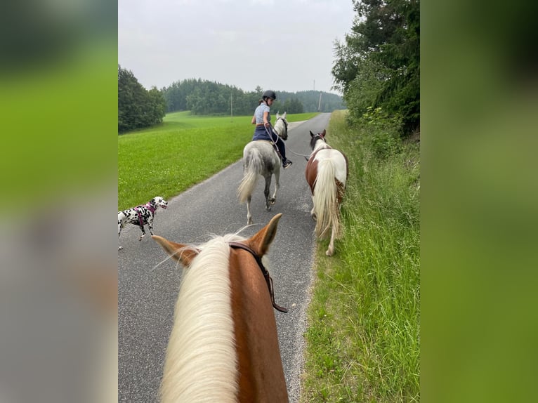 Pintos Stute 10 Jahre 136 cm Schecke in Gutau