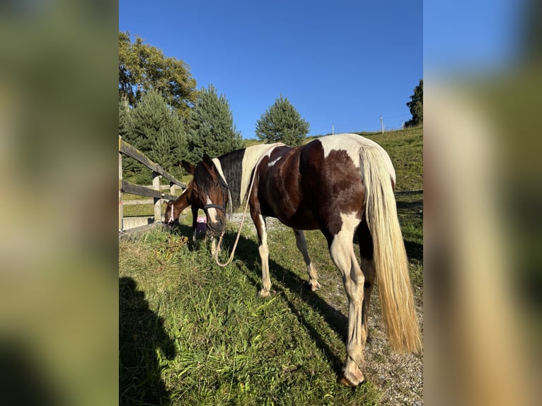 Pintos Stute 10 Jahre 136 cm Schecke in Gutau