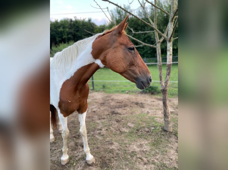 Pintos Mix Stute 10 Jahre 149 cm Schecke in Mettingen