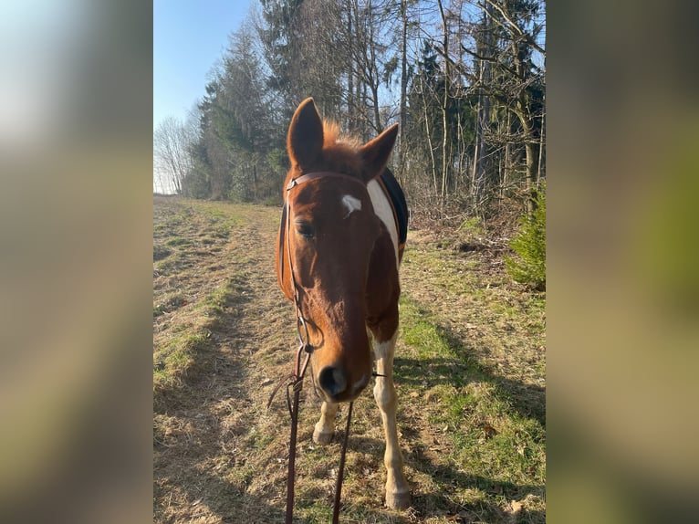Pintos Mix Stute 10 Jahre 149 cm Schecke in Mettingen