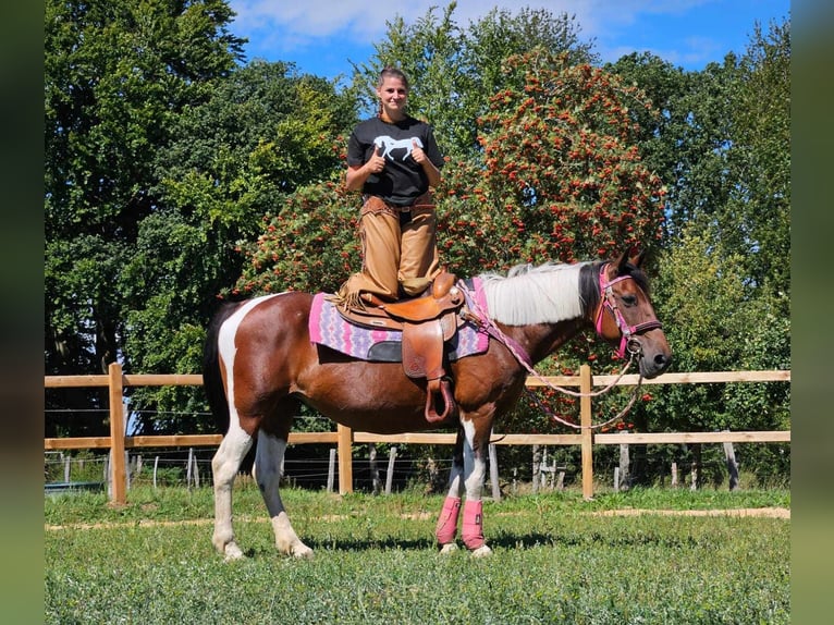 Pintos Stute 10 Jahre 150 cm Schecke in Linkenbach