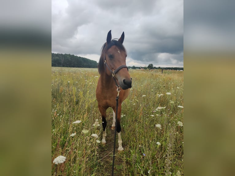 Pintos Stute 10 Jahre 153 cm Brauner in Falkensee