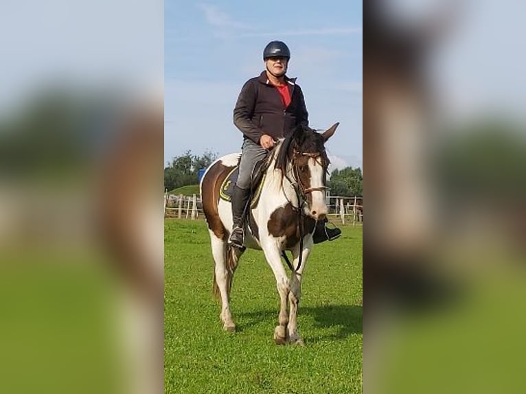 Pintos Stute 10 Jahre 165 cm Schecke in Jürgenshagen