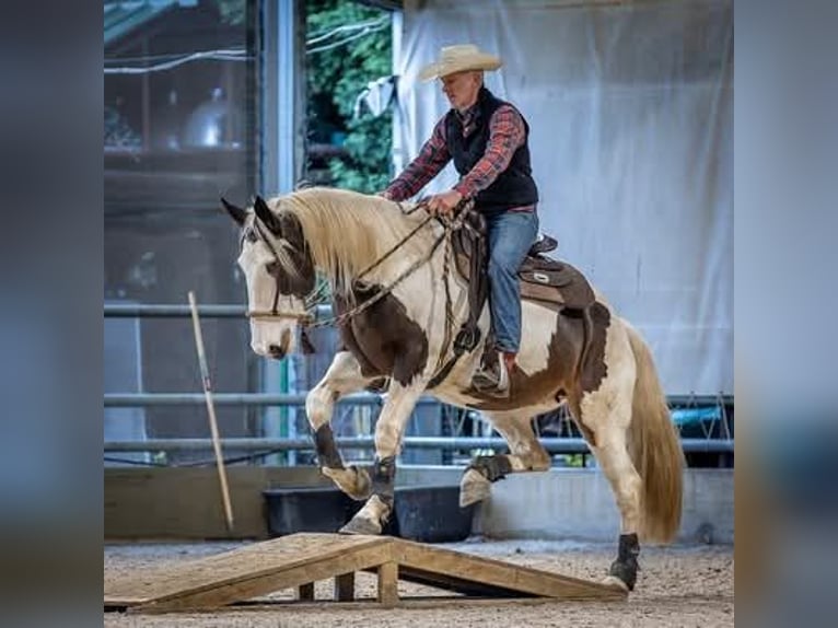 Pintos Mix Stute 10 Jahre 167 cm Schecke in Maarkedal