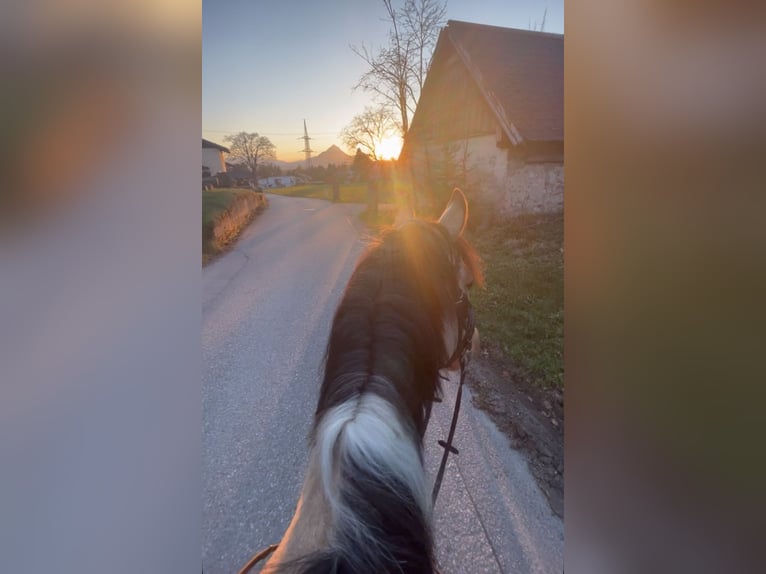 Pintos Stute 11 Jahre 145 cm Buckskin in Salzburg