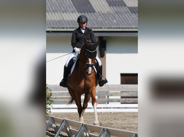 Pintos Stute 11 Jahre 162 cm Fuchs in Flachau