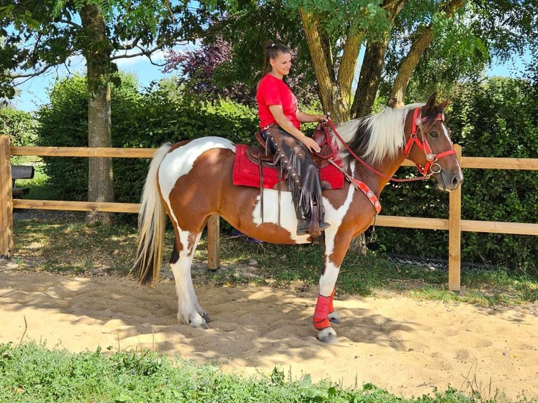 Pintos Stute 12 Jahre 153 cm Schecke in Linkenbach