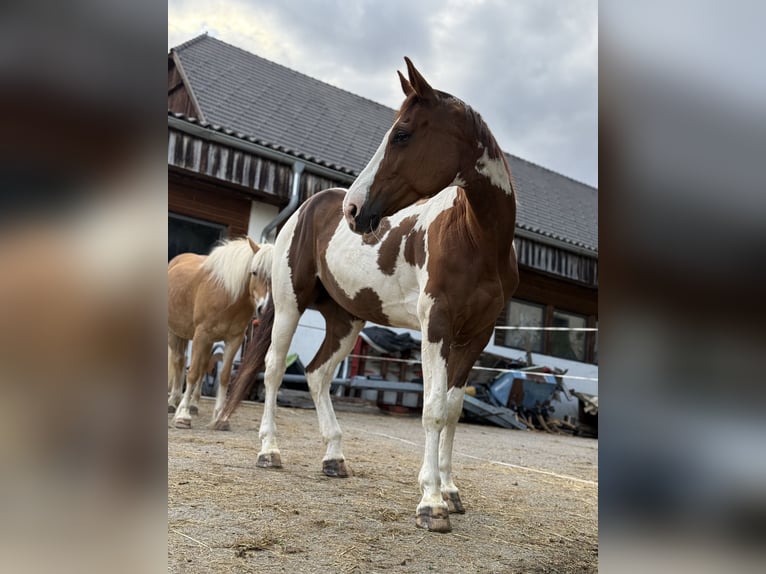 Pintos Mix Stute 12 Jahre 163 cm Schecke in Lienz