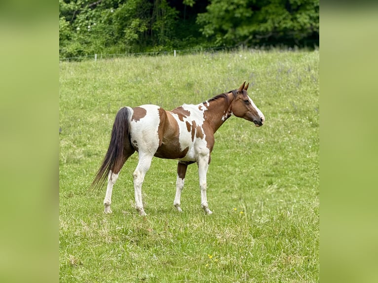 Pintos Mix Stute 12 Jahre 163 cm Schecke in Lienz