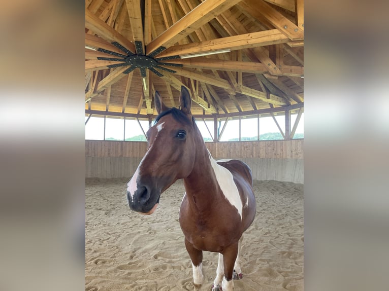 Pintos Stute 13 Jahre 148 cm Schecke in Pregarten