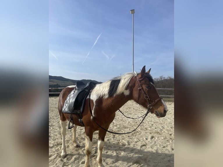 Pintos Stute 13 Jahre 148 cm Schecke in Pregarten
