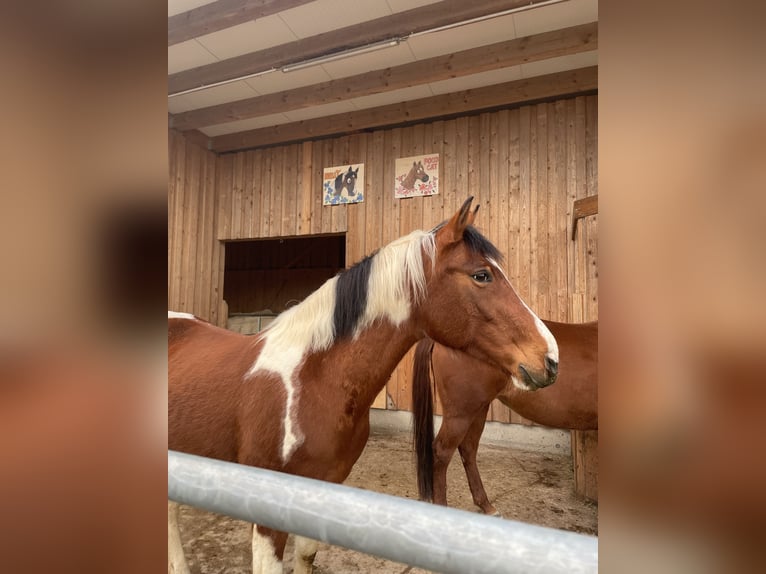 Pintos Stute 13 Jahre 148 cm Schecke in Pregarten
