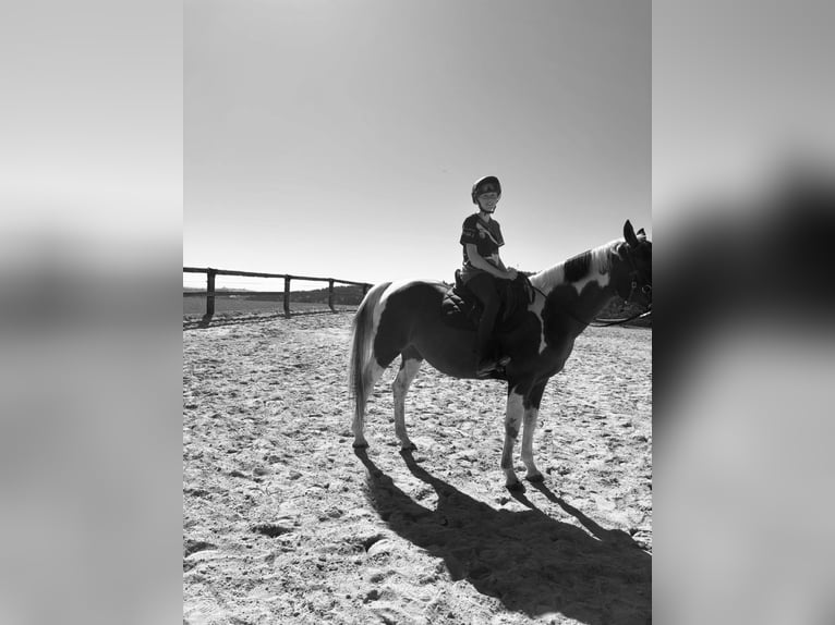 Pintos Stute 13 Jahre 148 cm Schecke in Pregarten