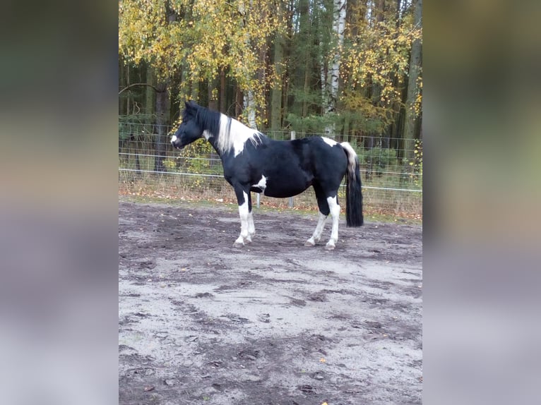 Pintos Stute 13 Jahre 154 cm  in Wittingen