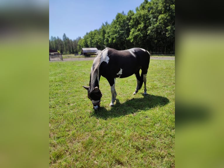 Pintos Stute 13 Jahre 154 cm  in Wittingen