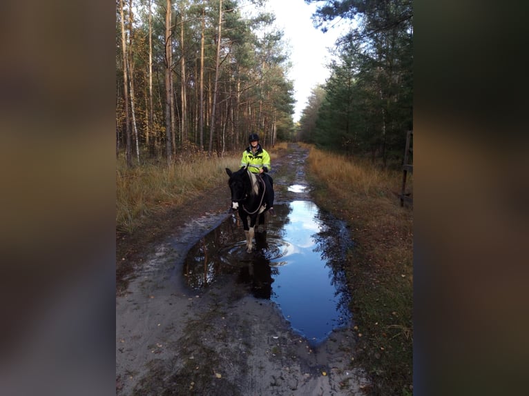 Pintos Stute 13 Jahre 154 cm  in Wittingen