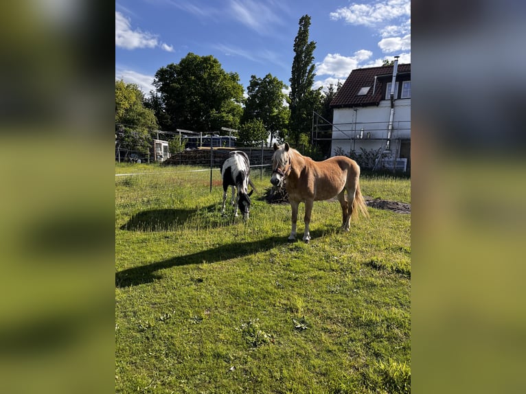 Pintos Stute 13 Jahre 158 cm in Luckau