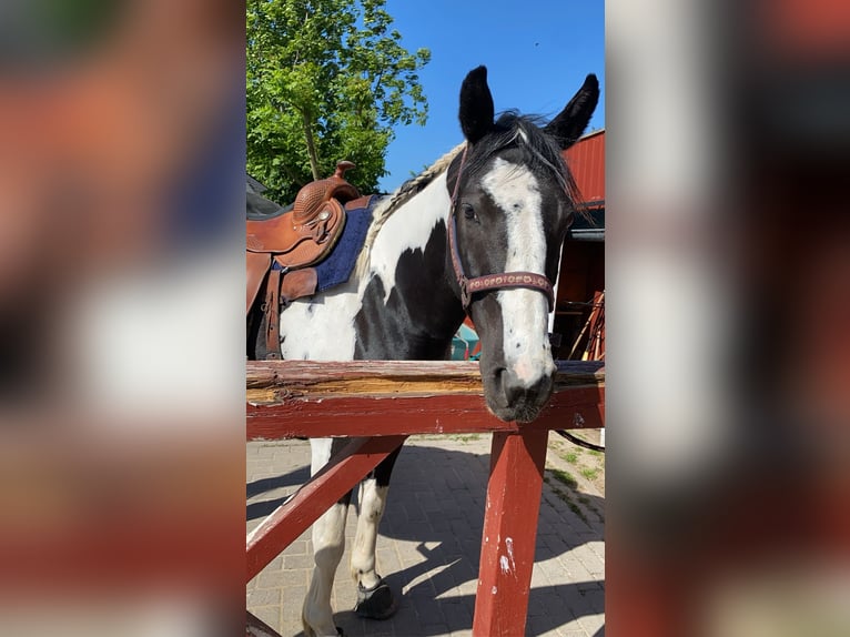 Pintos Stute 13 Jahre 158 cm in Luckau