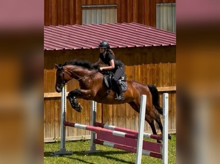 Pintos Mix Stute 14 Jahre 160 cm Brauner in Obersaxen