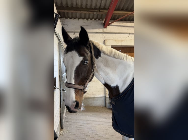 Pintos Stute 14 Jahre 168 cm Schecke in Am Großen Bruch