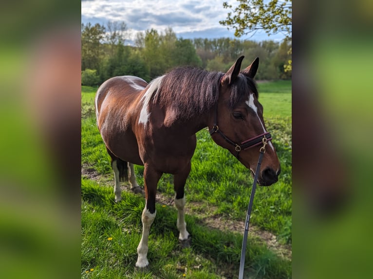 Pintos Mix Stute 15 Jahre 148 cm  in Sprockhövel