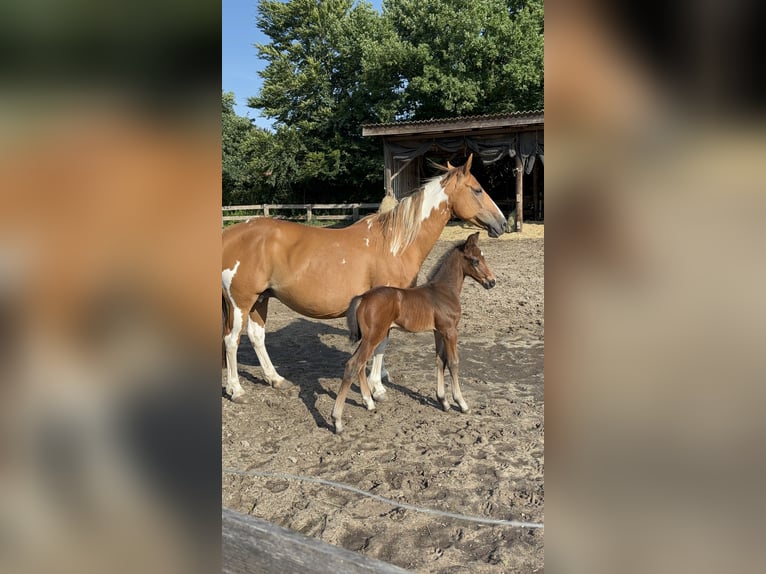 Pintos Stute 15 Jahre 148 cm Schecke in Holste