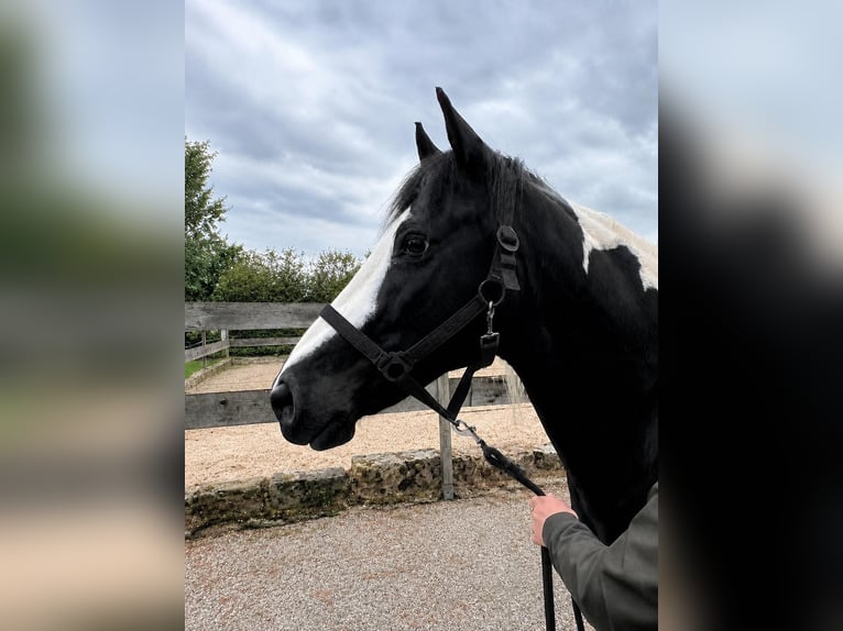 Pintos Mix Stute 15 Jahre 153 cm Schecke in Bad Zwesten