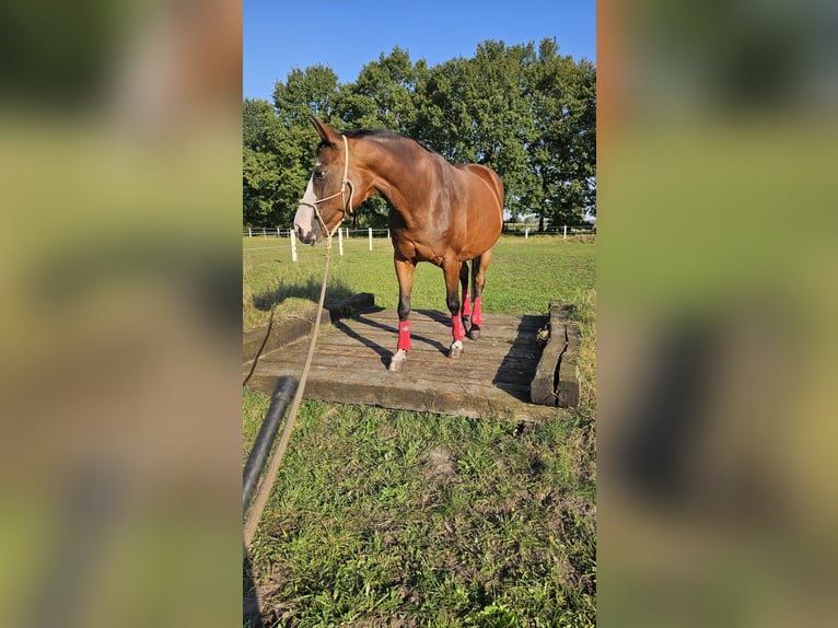 Pintos Stute 15 Jahre 155 cm Brauner in B&#xF6;sel