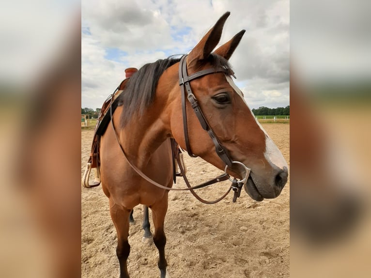 Pintos Stute 15 Jahre 155 cm Brauner in B&#xF6;sel