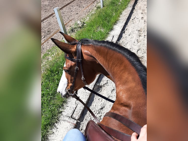 Pintos Stute 15 Jahre 155 cm Brauner in B&#xF6;sel