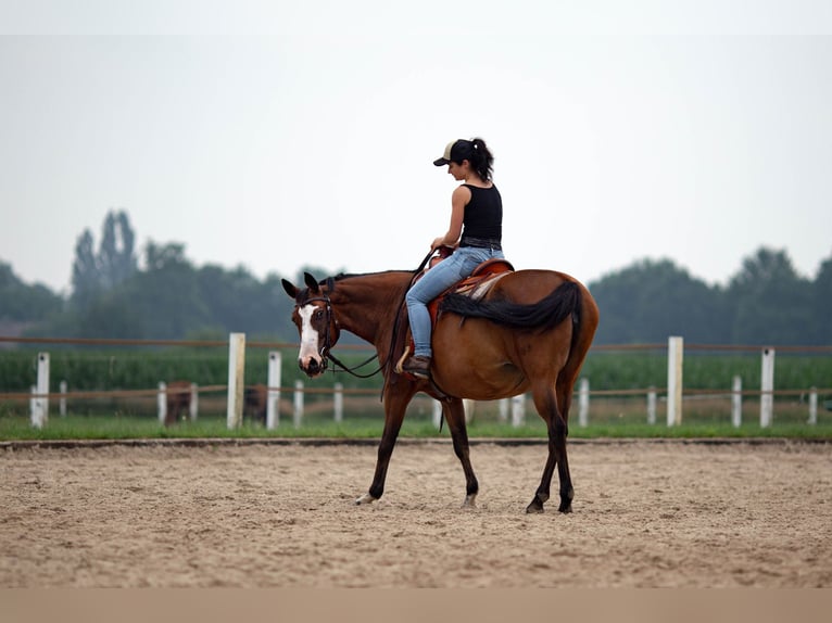 Pintos Stute 15 Jahre 155 cm Brauner in B&#xF6;sel