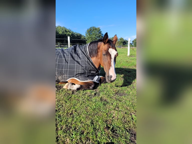 Pintos Stute 15 Jahre 155 cm Brauner in B&#xF6;sel