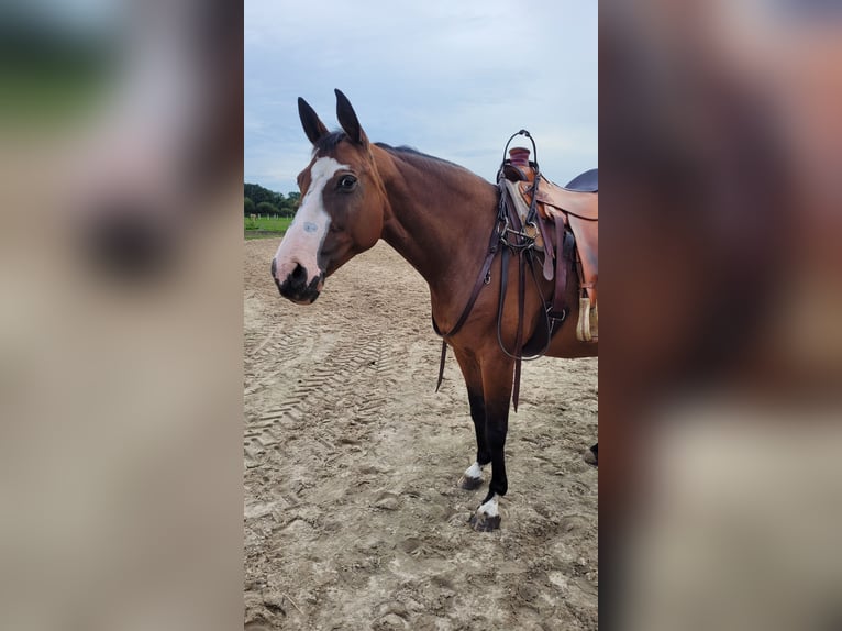 Pintos Stute 15 Jahre 155 cm Brauner in B&#xF6;sel