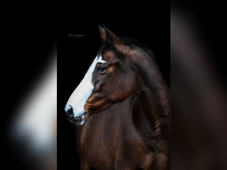 Pintos Stute 15 Jahre 155 cm Brauner in B&#xF6;sel