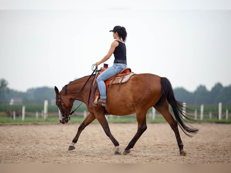 Pintos Stute 15 Jahre 155 cm Brauner in B&#xF6;sel
