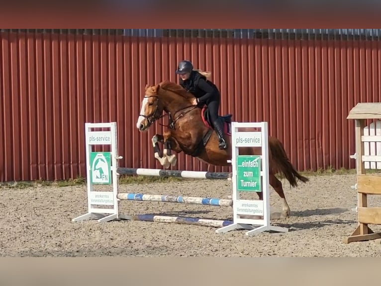 Pintos Stute 15 Jahre 162 cm Fuchs in Detern