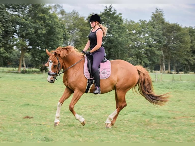 Pintos Stute 15 Jahre 162 cm Fuchs in Detern