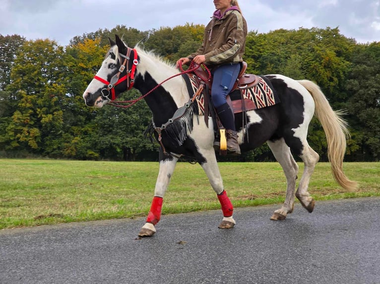 Pintos Stute 16 Jahre 148 cm Schecke in Linkenbach