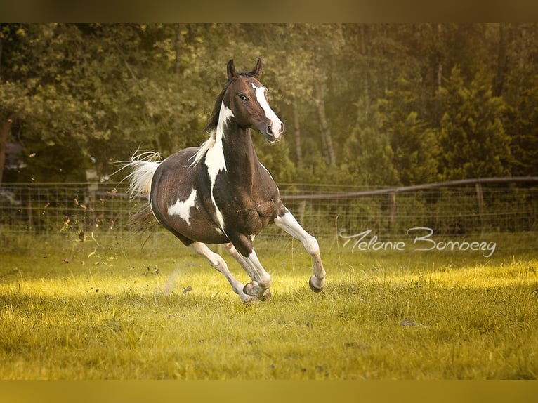 Pintos Stute 16 Jahre 152 cm in Holle